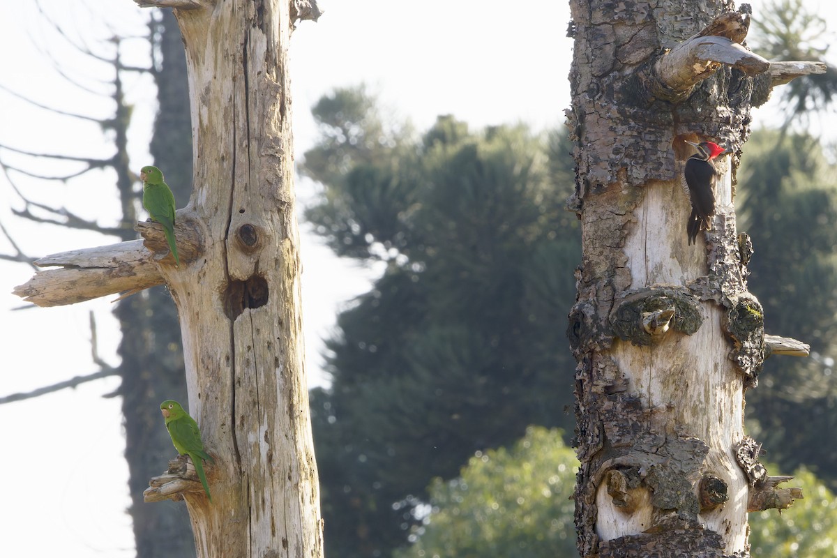 Lineated Woodpecker - ML642187530