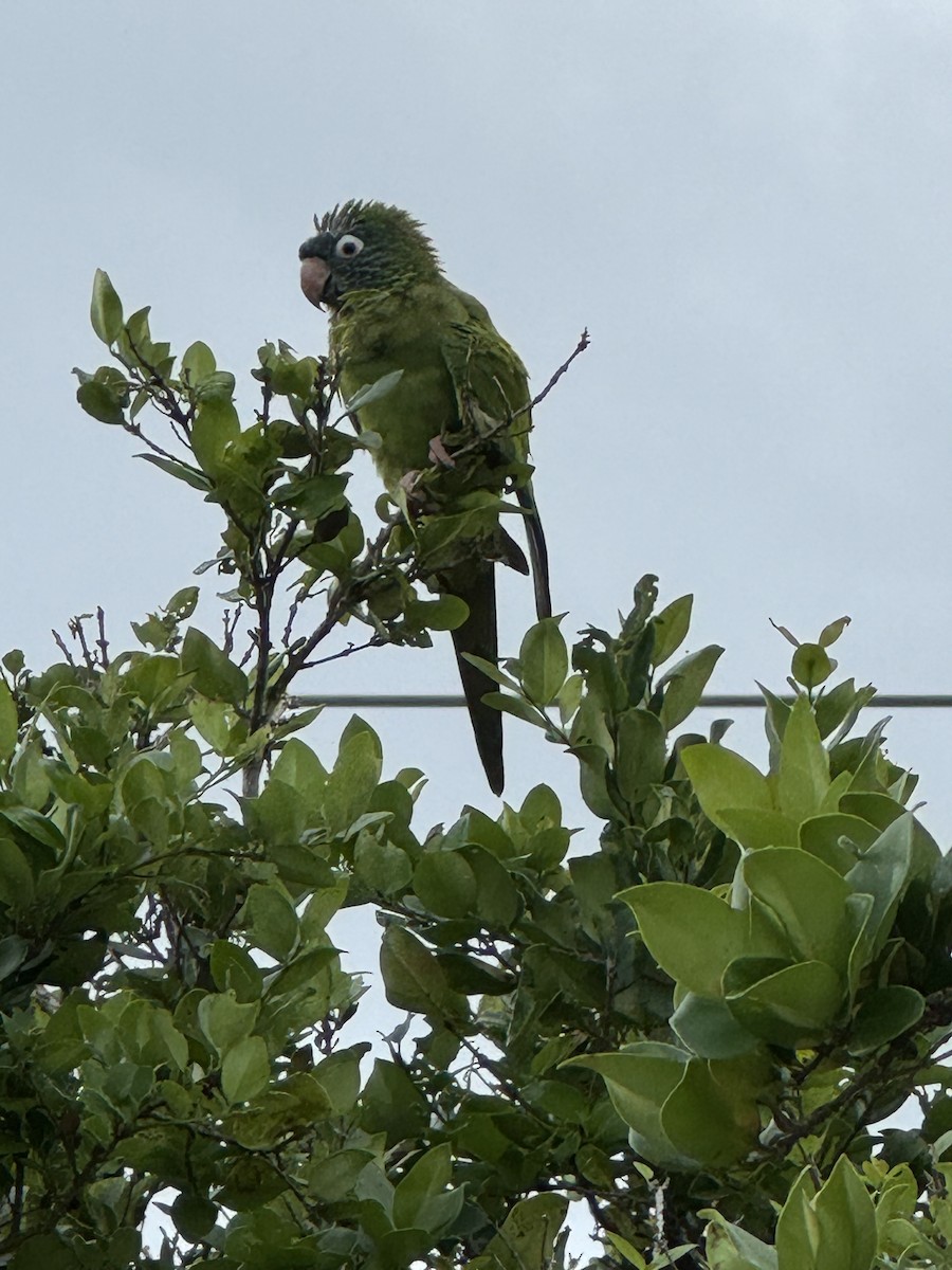 Blue-crowned Parakeet - ML642187531