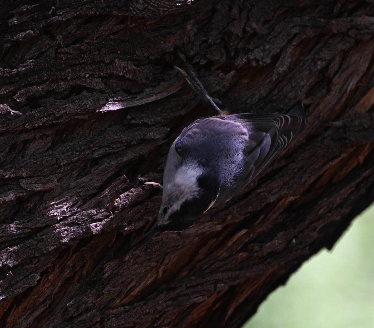 White-breasted Nuthatch - ML642187533