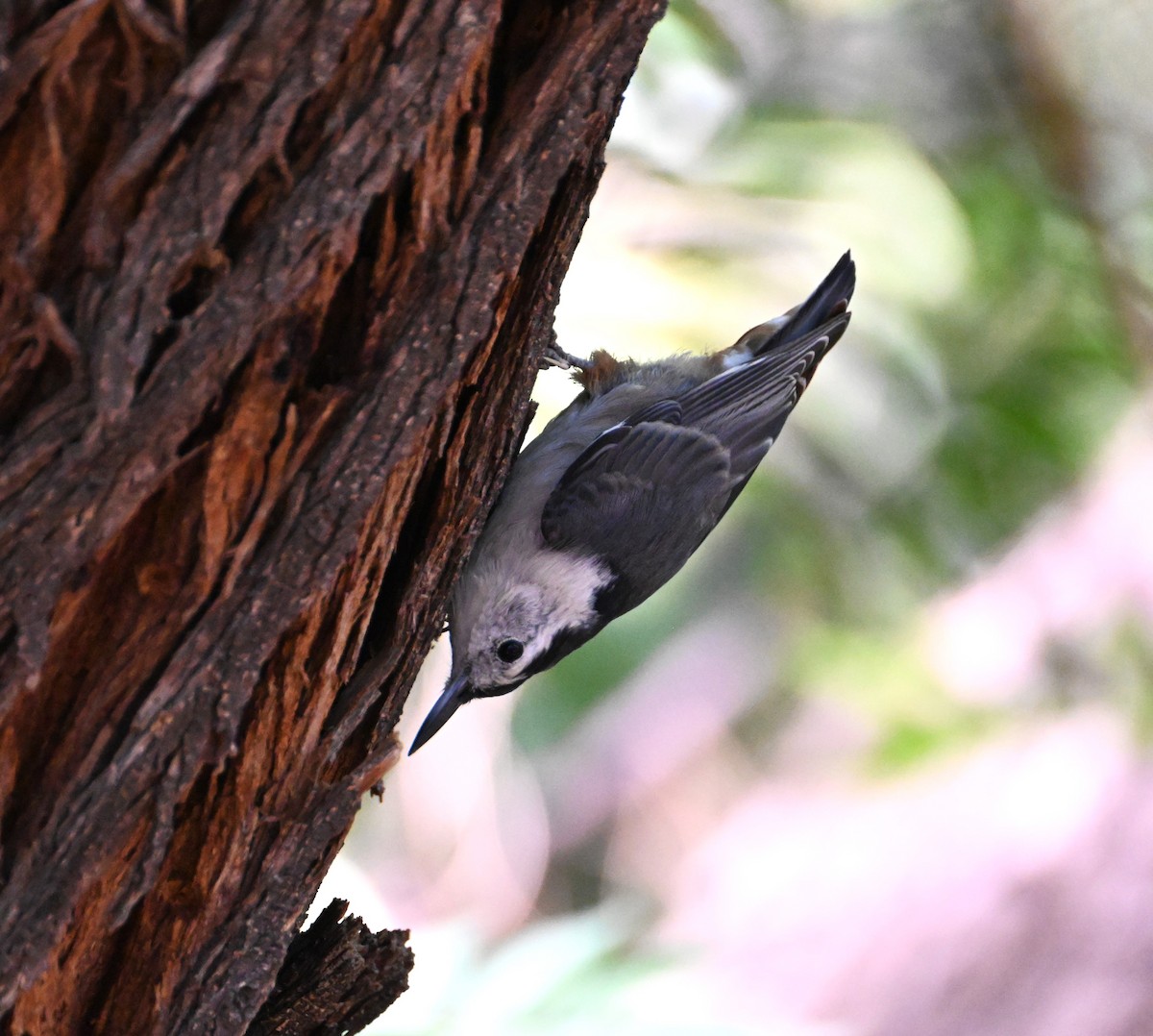 White-breasted Nuthatch - ML642187534