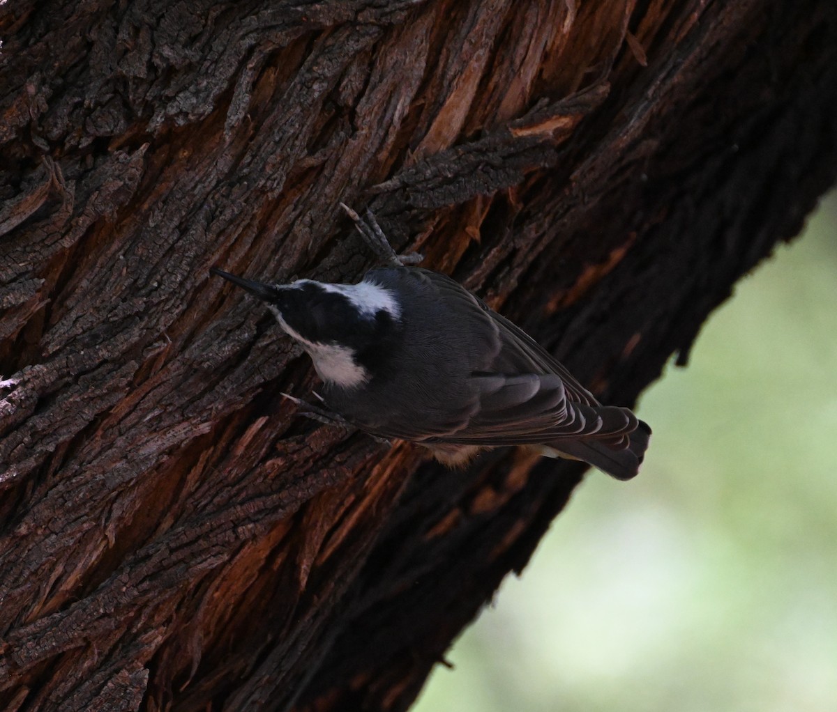 White-breasted Nuthatch - ML642187535