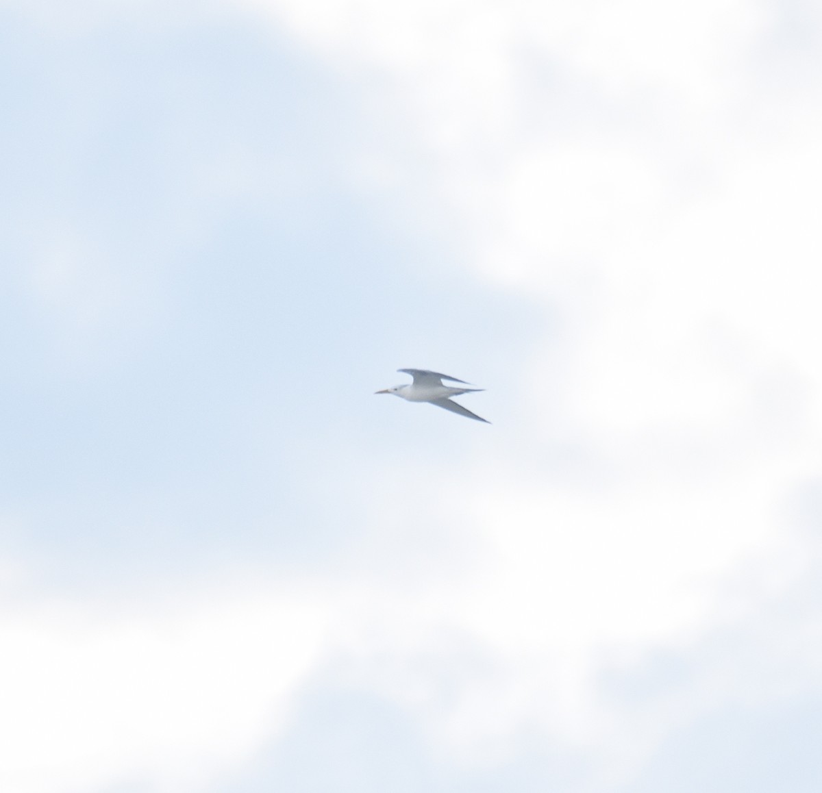 Great Crested Tern - ML642187536