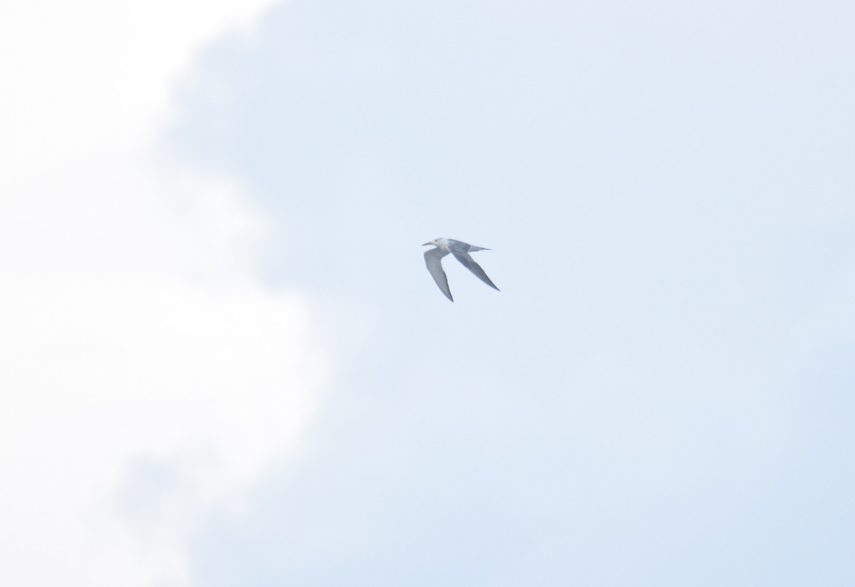 Great Crested Tern - ML642187537