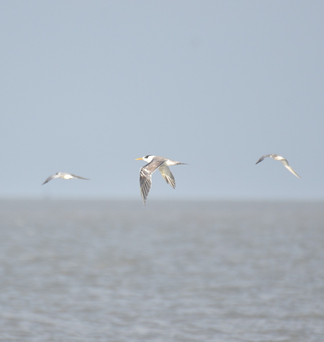 Great Crested Tern - ML642187538