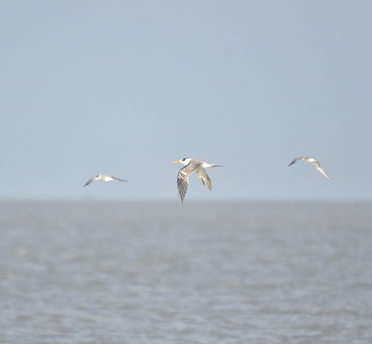 Great Crested Tern - ML642187540