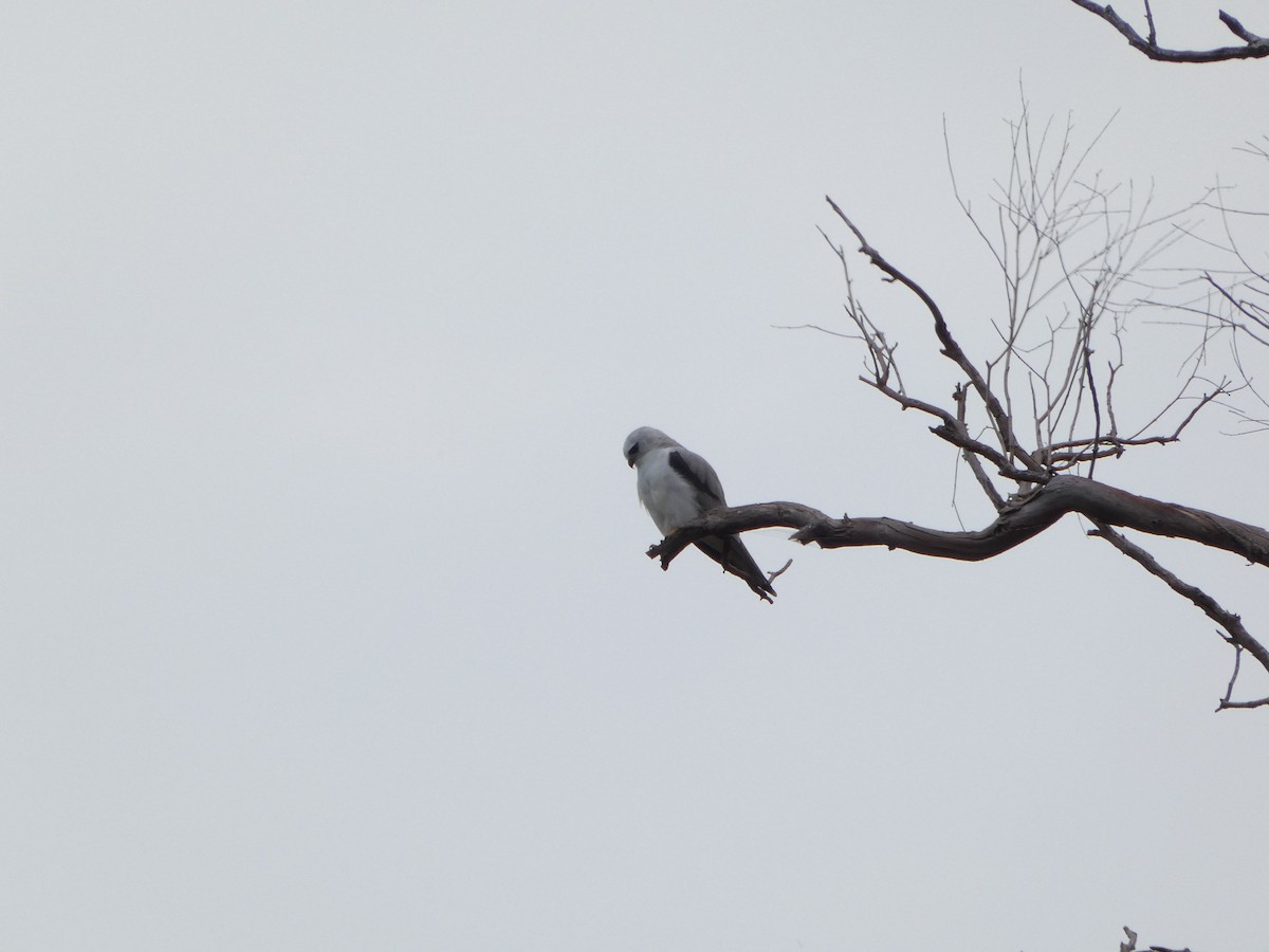 Black-shouldered Kite - ML642187575