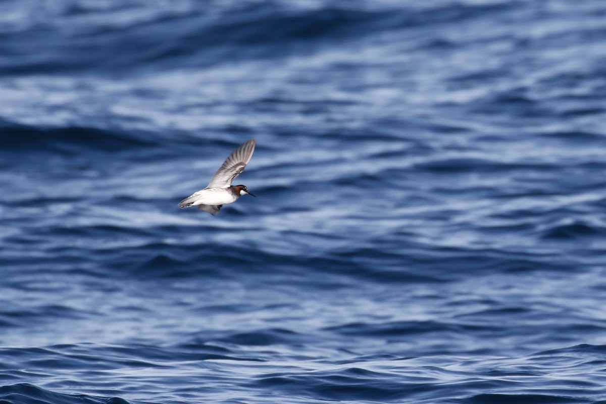 Red-necked Phalarope - ML642187600