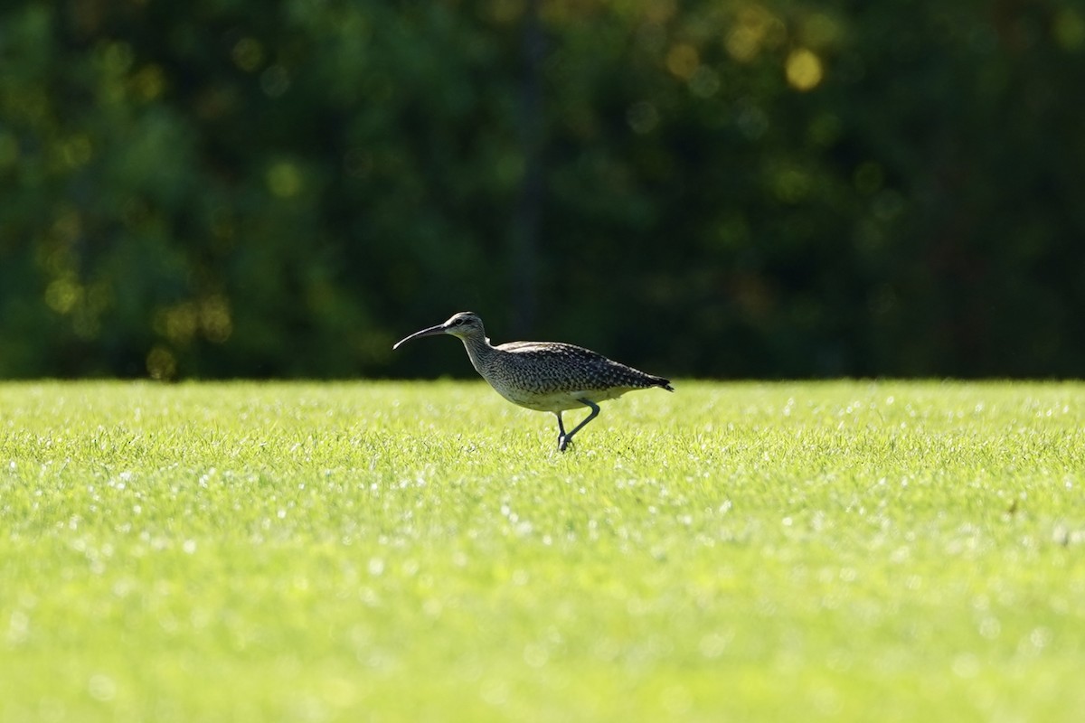 koliha hudsonská - ML642187601