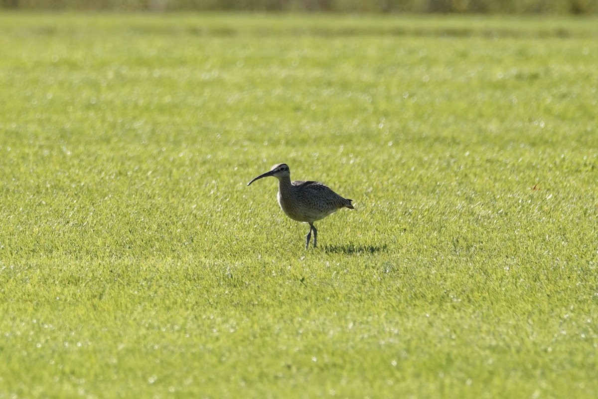 koliha hudsonská - ML642187602