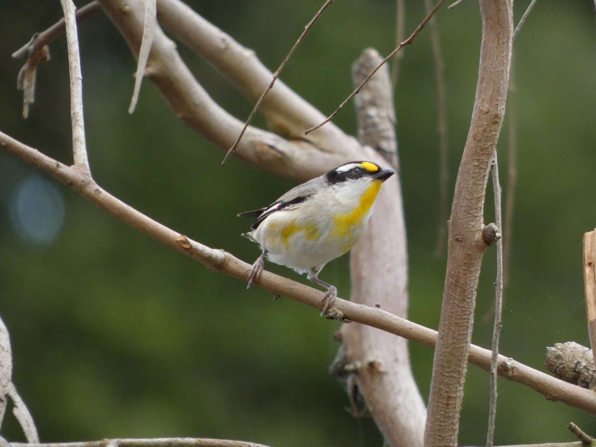 Pardalote à point jaune - ML642187606