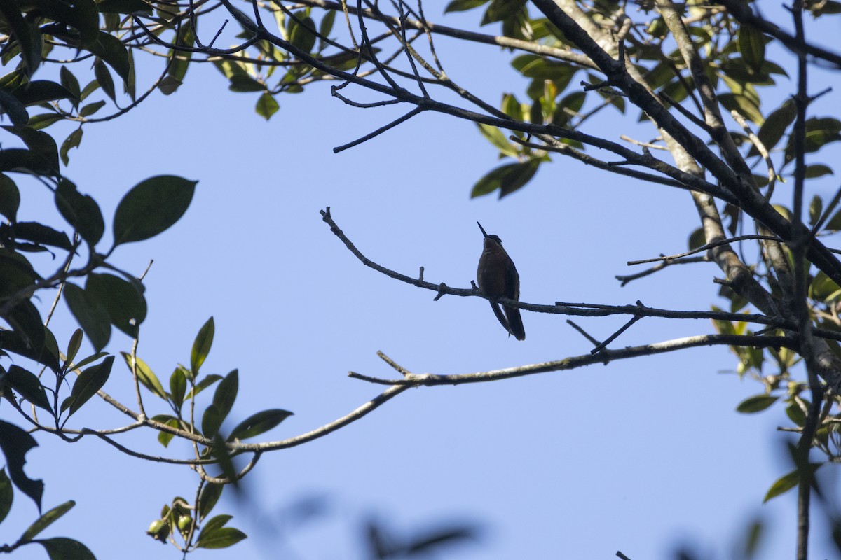 Colibri rubis-émeraude - ML642187616