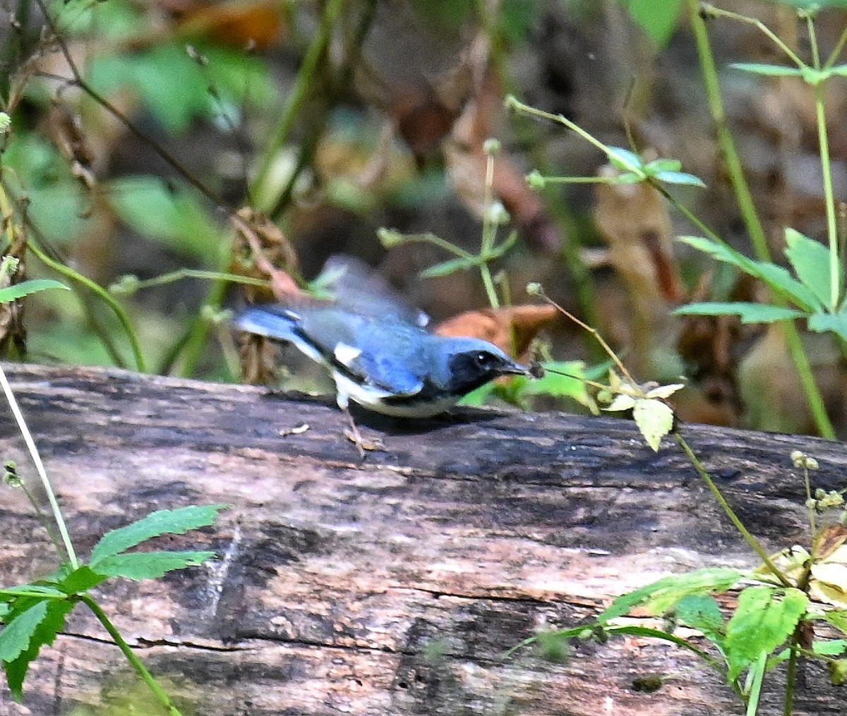 Paruline bleue - ML642187631