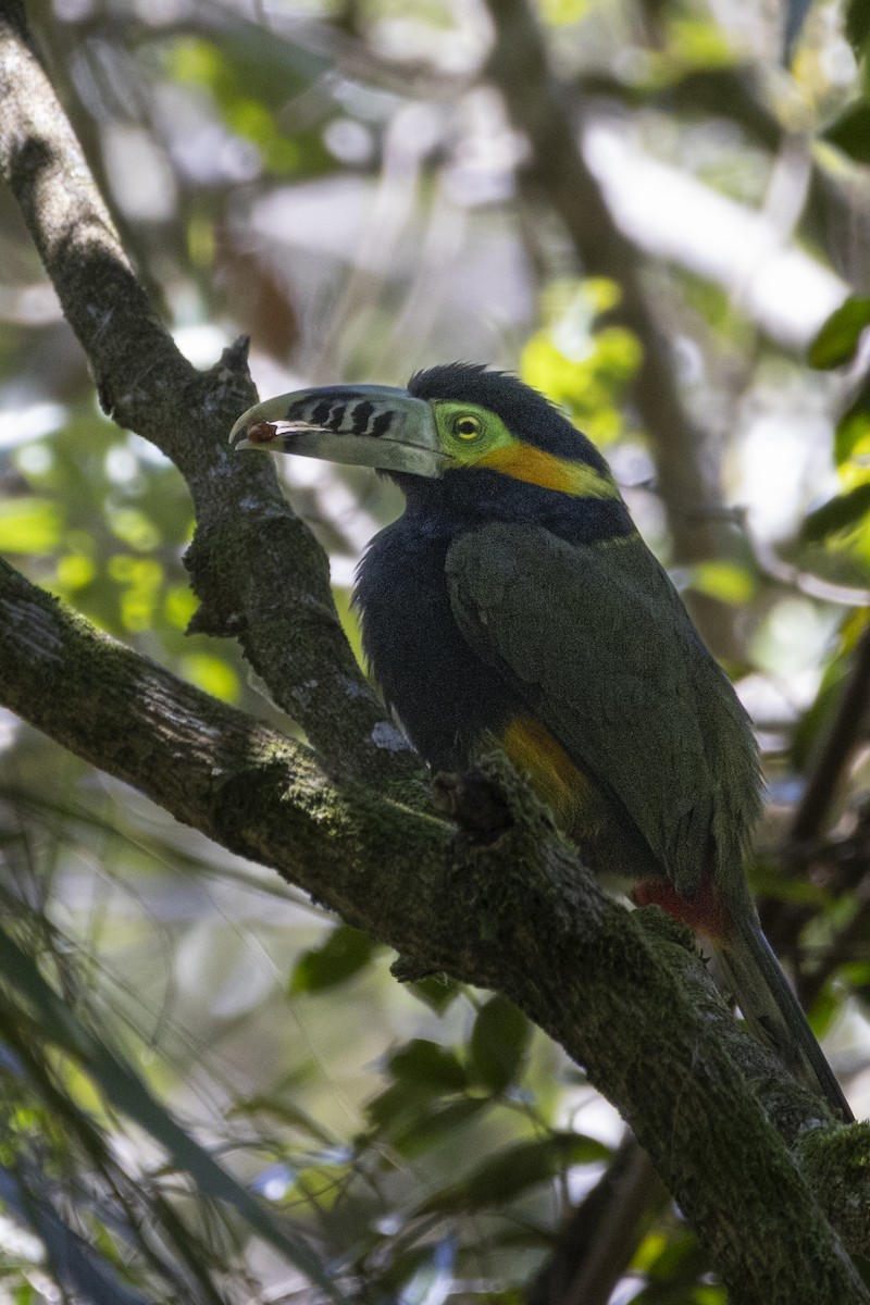 Toucanet à bec tacheté - ML642187644