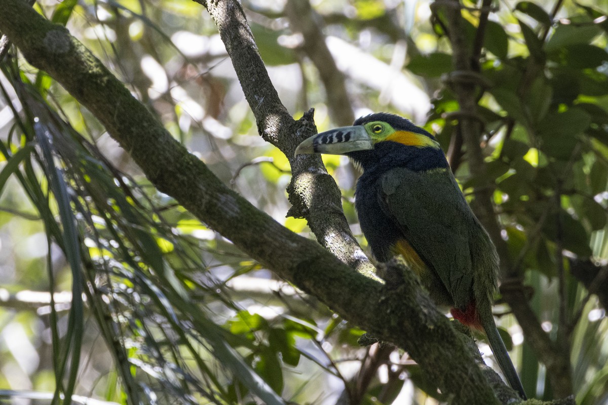 Toucanet à bec tacheté - ML642187645