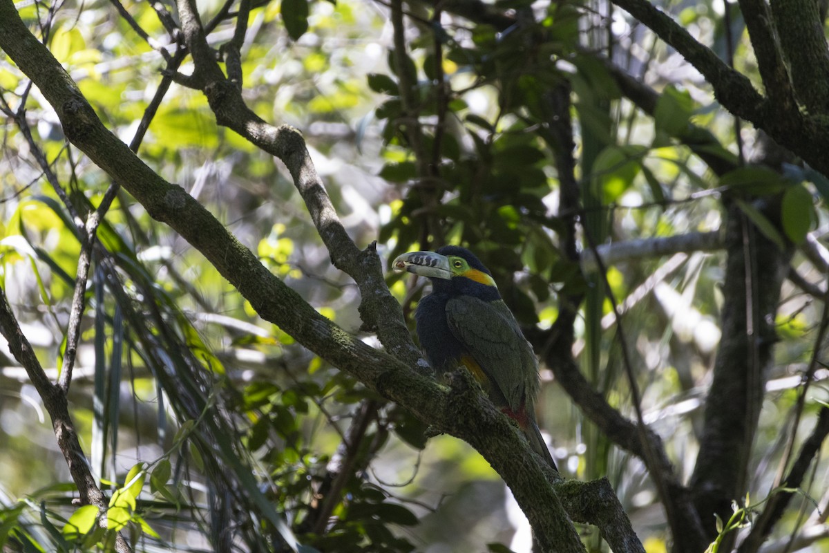 Toucanet à bec tacheté - ML642187646