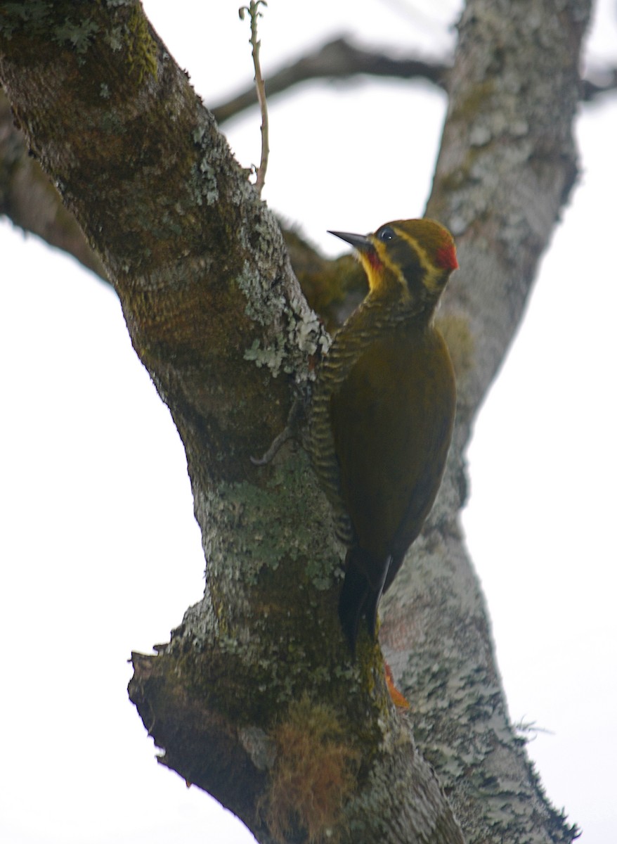 White-browed Woodpecker - ML642187708