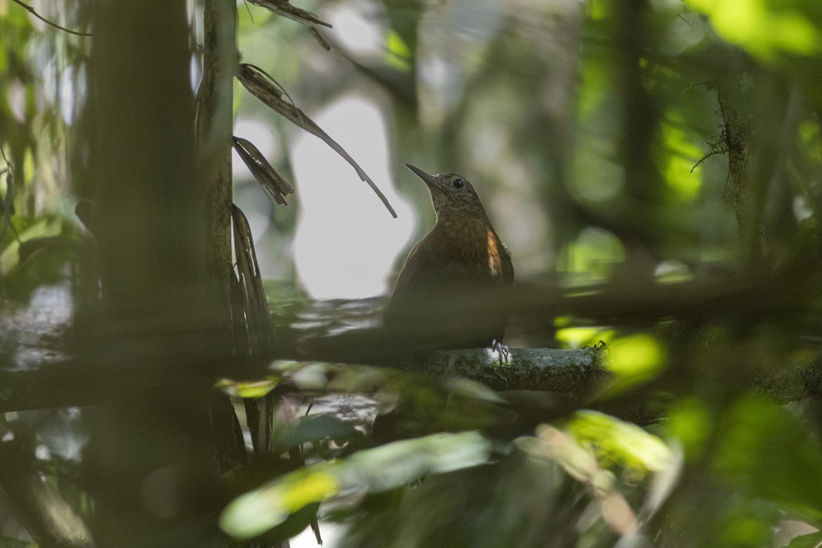 Rufous-breasted Leaftosser - ML642187715