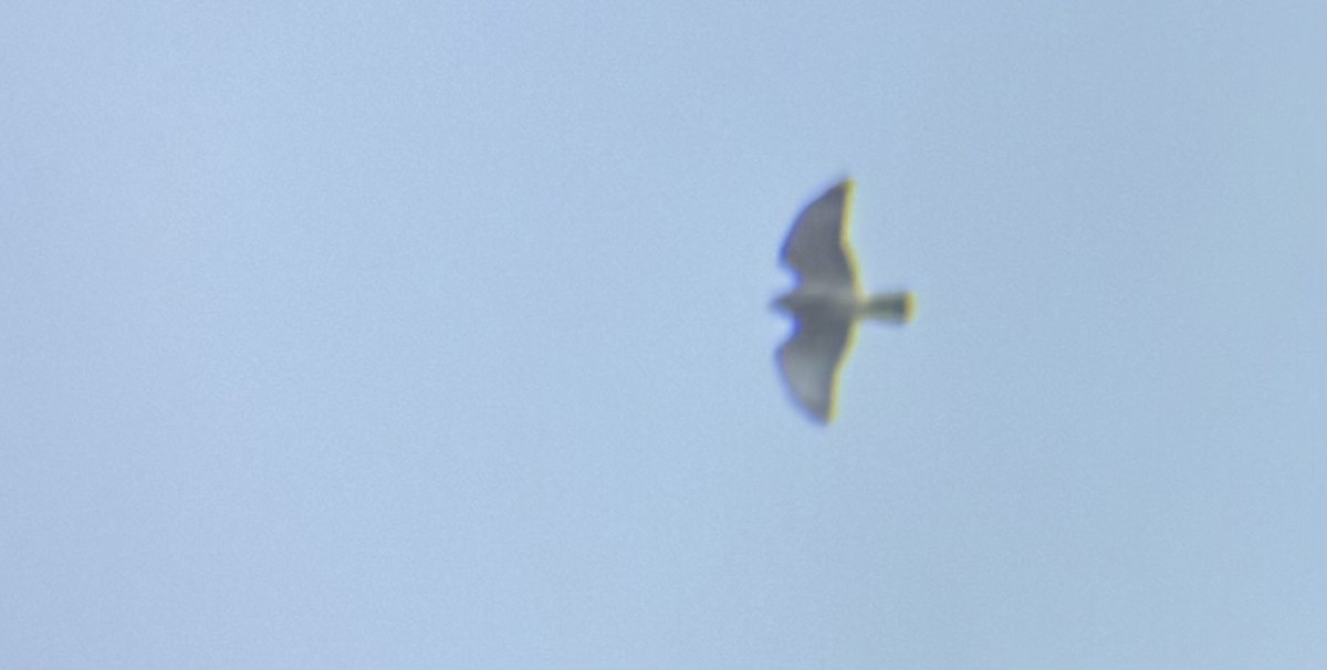 Broad-winged Hawk - ML642187733