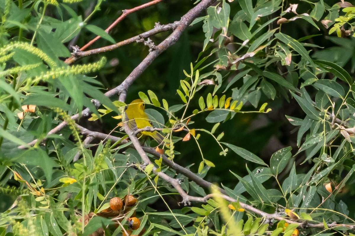 kalottparula - ML642187739