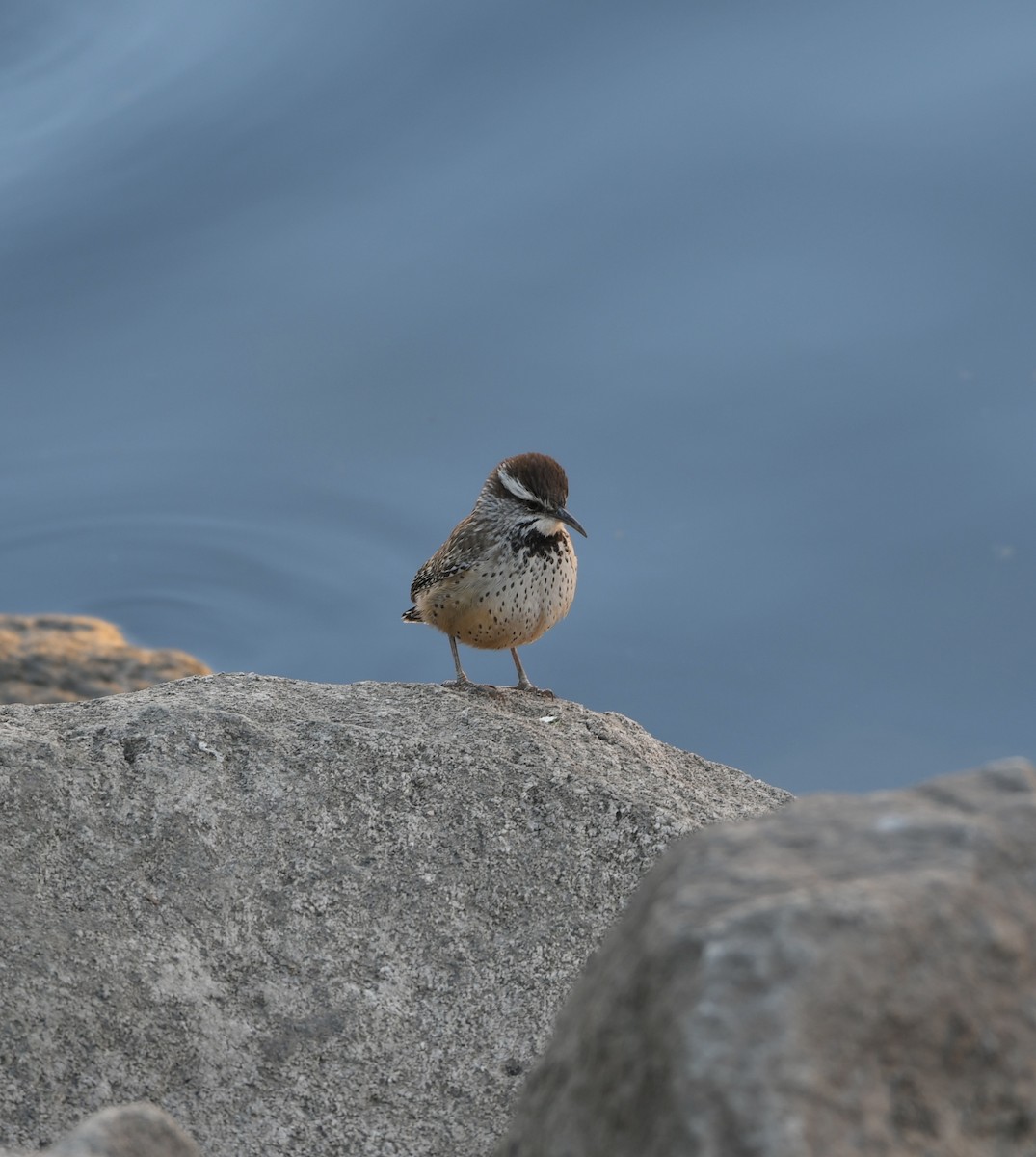 Cactus Wren - ML642187741