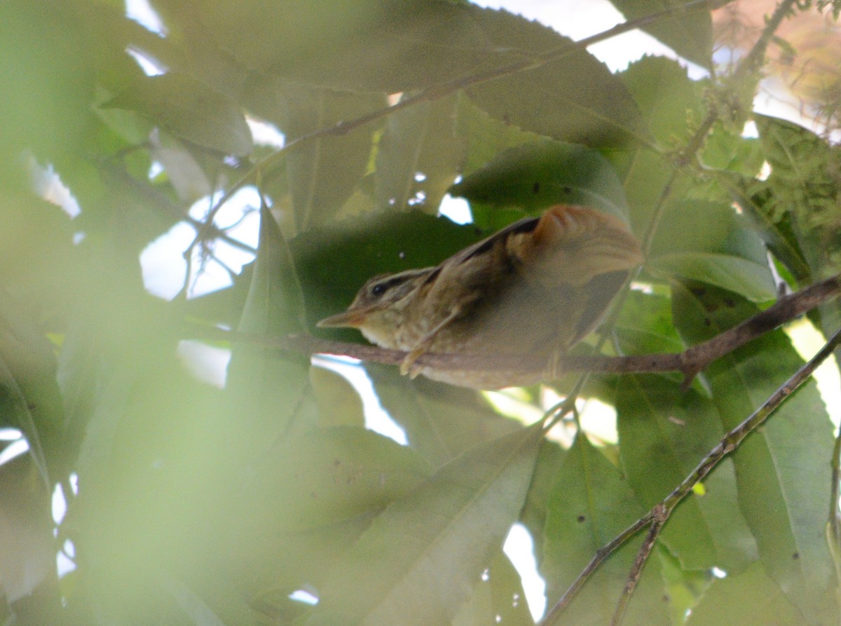 White-browed Foliage-gleaner - ML642187742