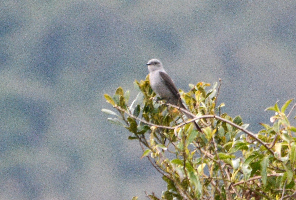 Shear-tailed Gray Tyrant - ML642187758
