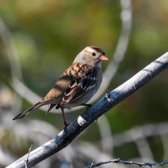 White-crowned Sparrow - ML642187779