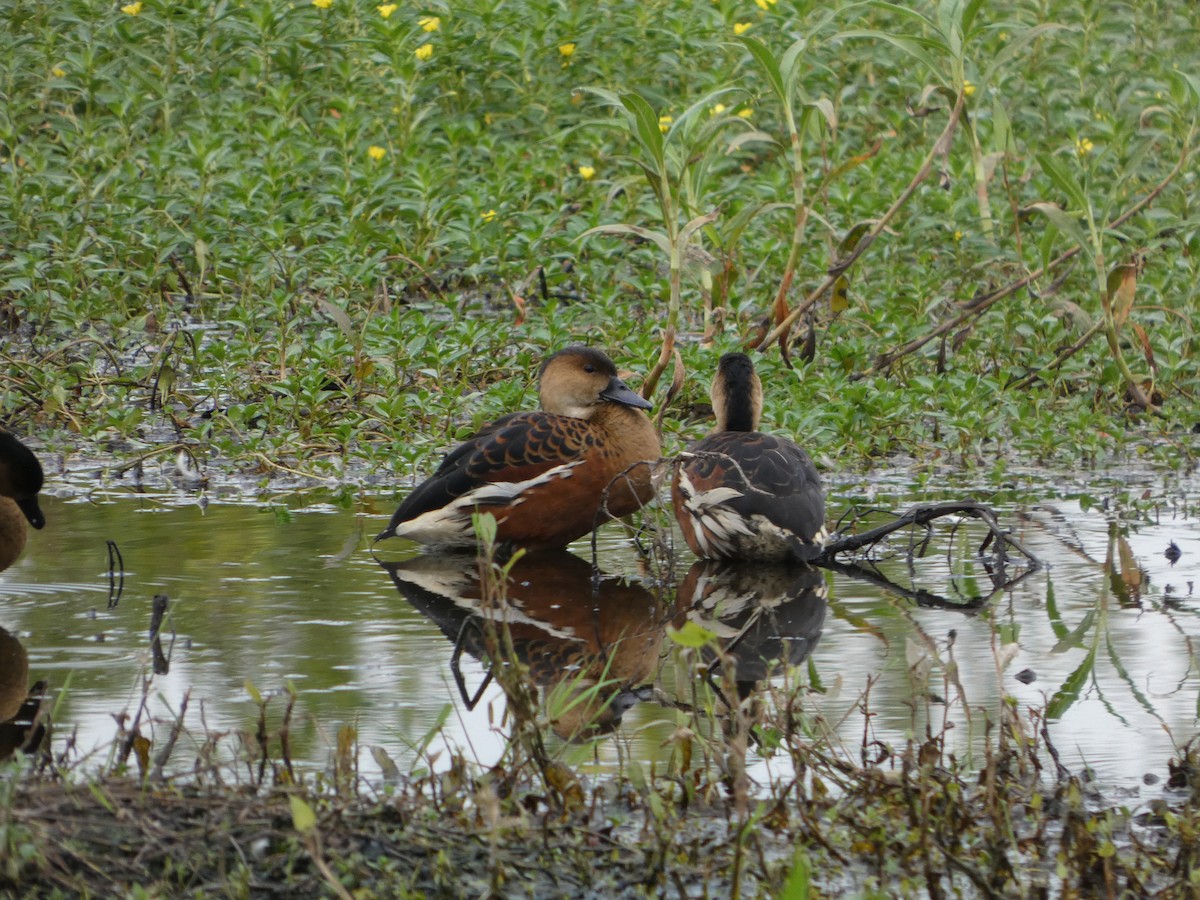 Wandering Whistling-Duck - ML642187790
