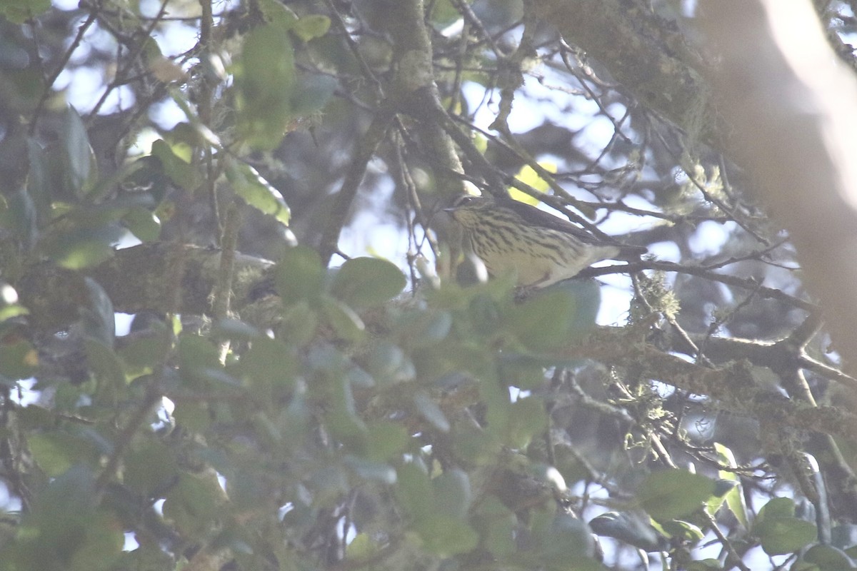 Northern Waterthrush - ML642187796