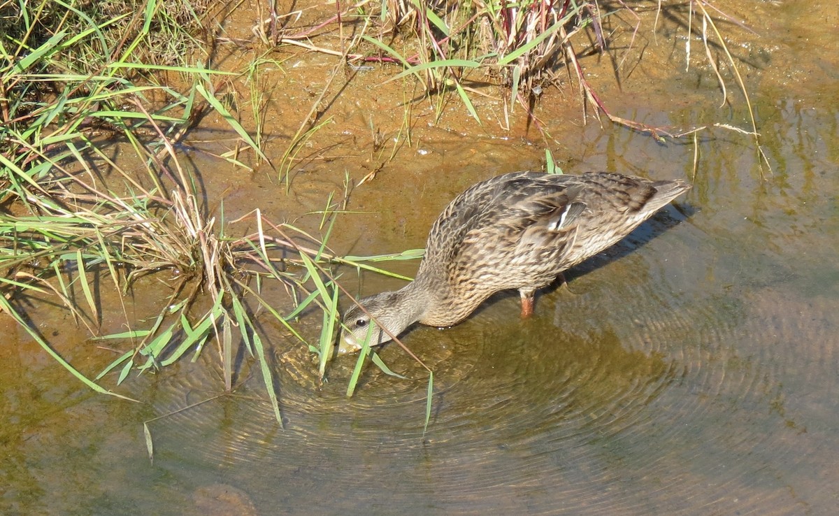 Mallard - ML642187797