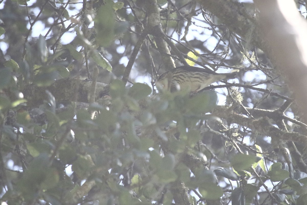 Northern Waterthrush - ML642187801