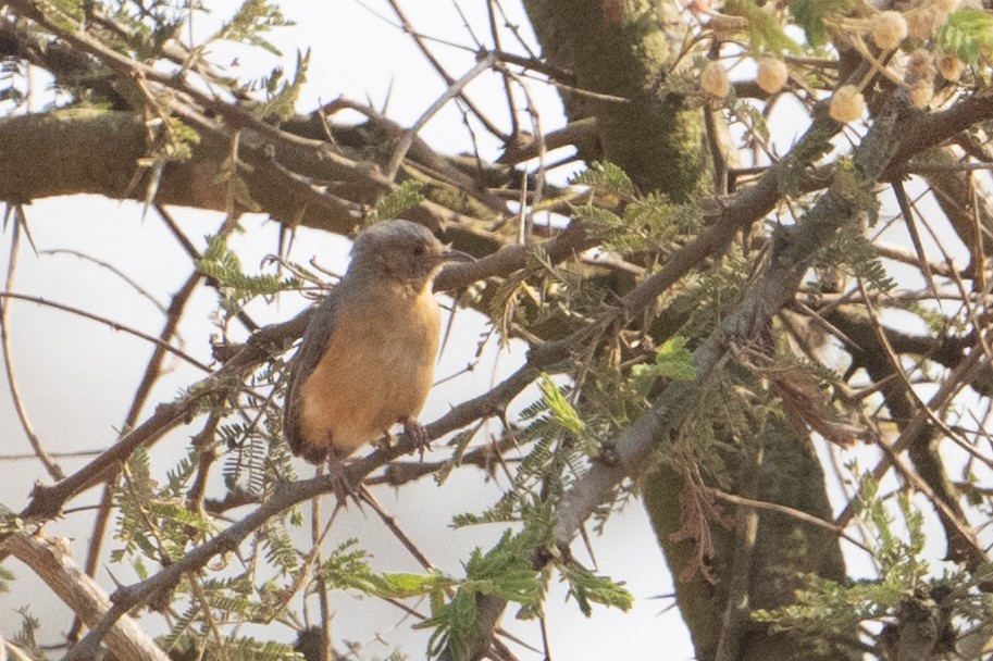 Red-faced Crombec - ML642187802