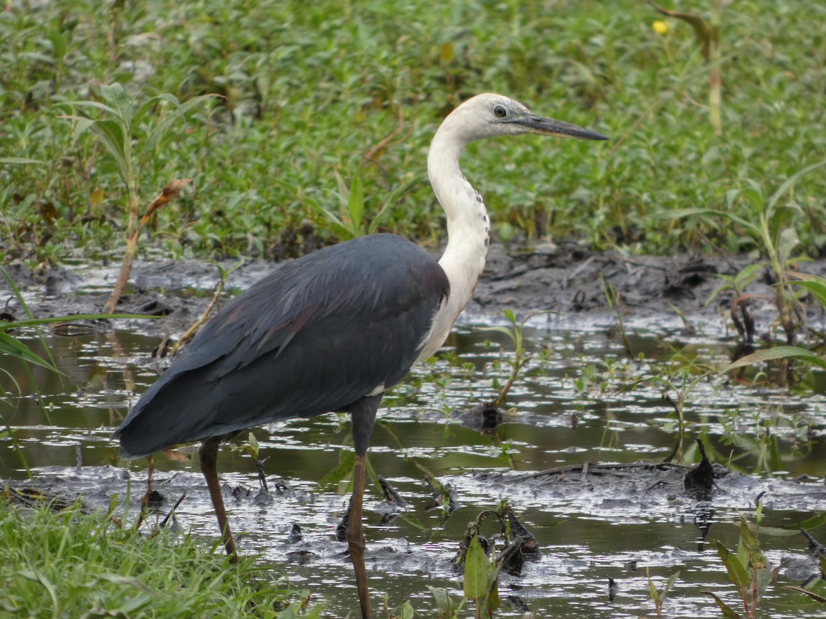 Pacific Heron - ML642187804