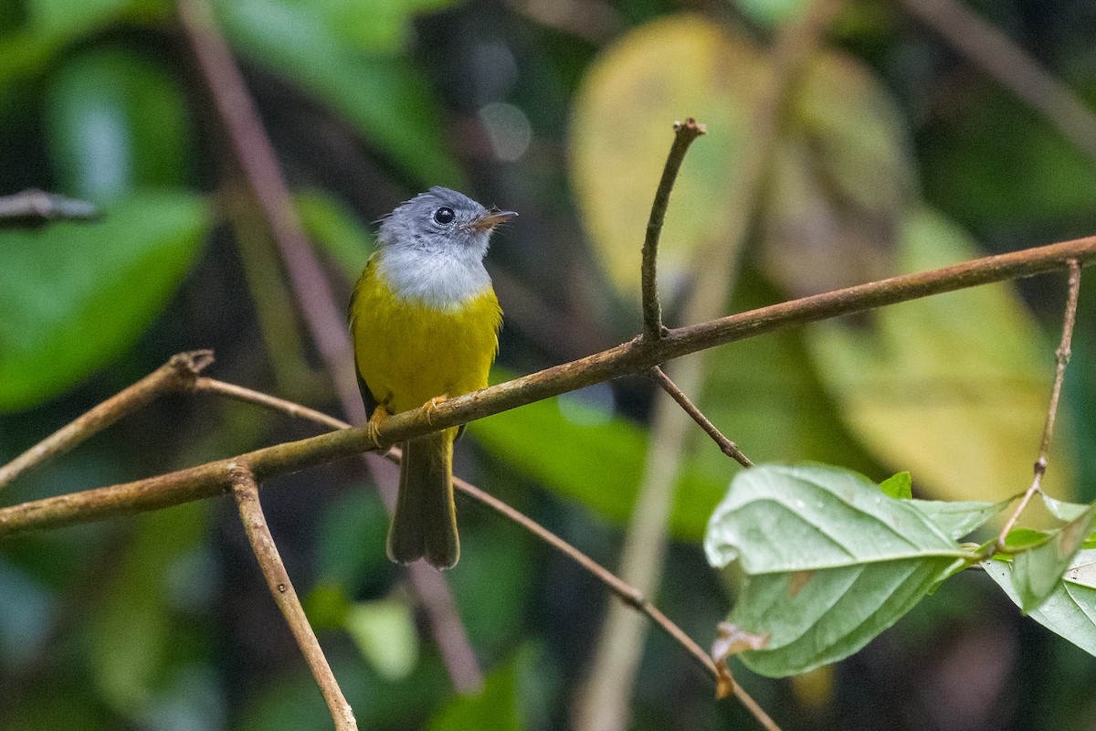 Gray-headed Canary-Flycatcher - ML642187809