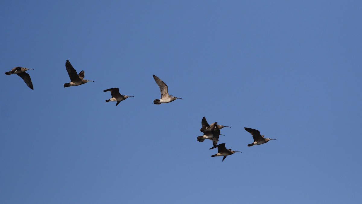 Hudsonian Whimbrel - ML642187813