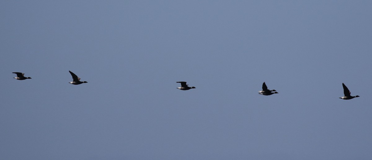 Brant (Black) - ML642187816