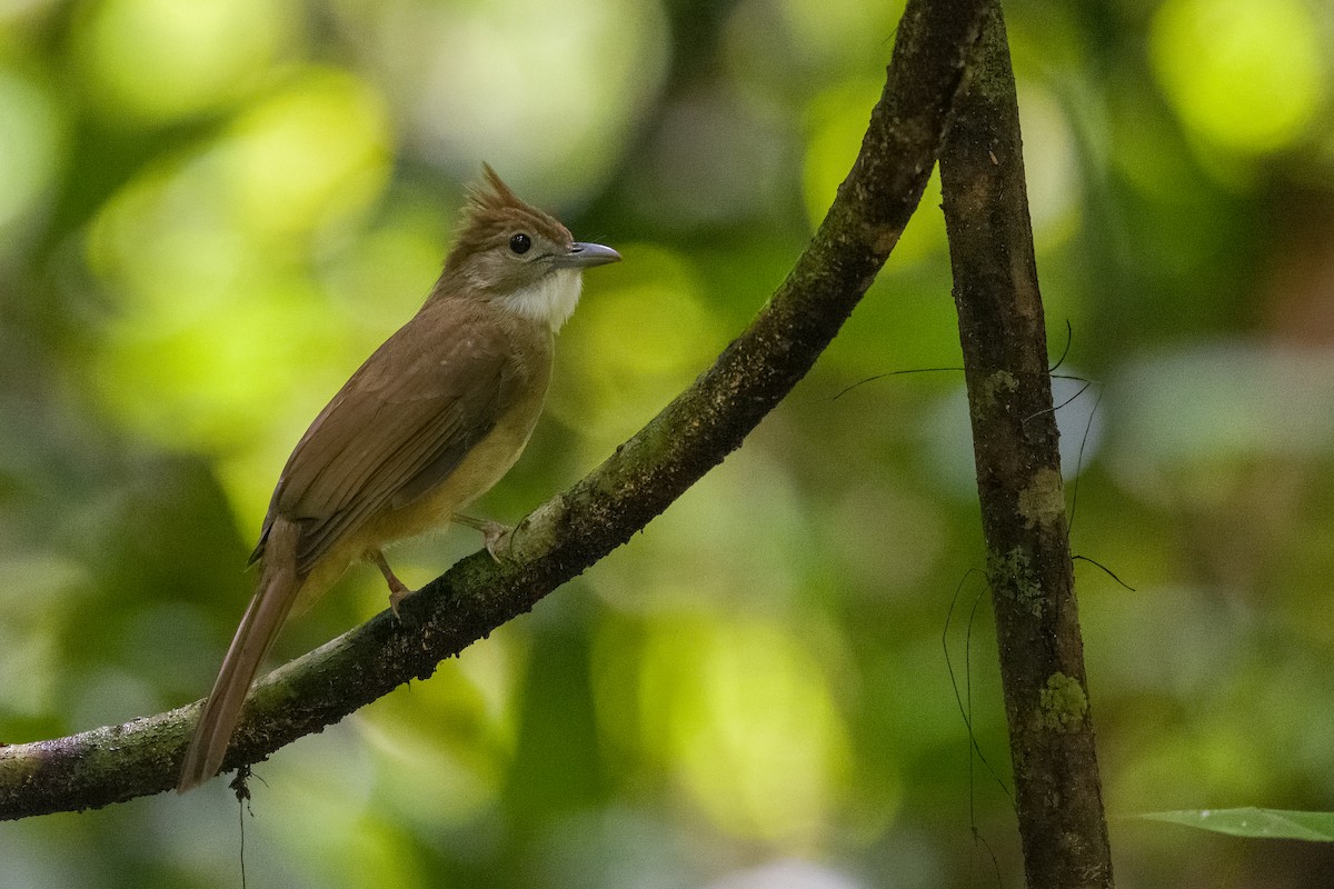 Ochraceous Bulbul - ML642187818