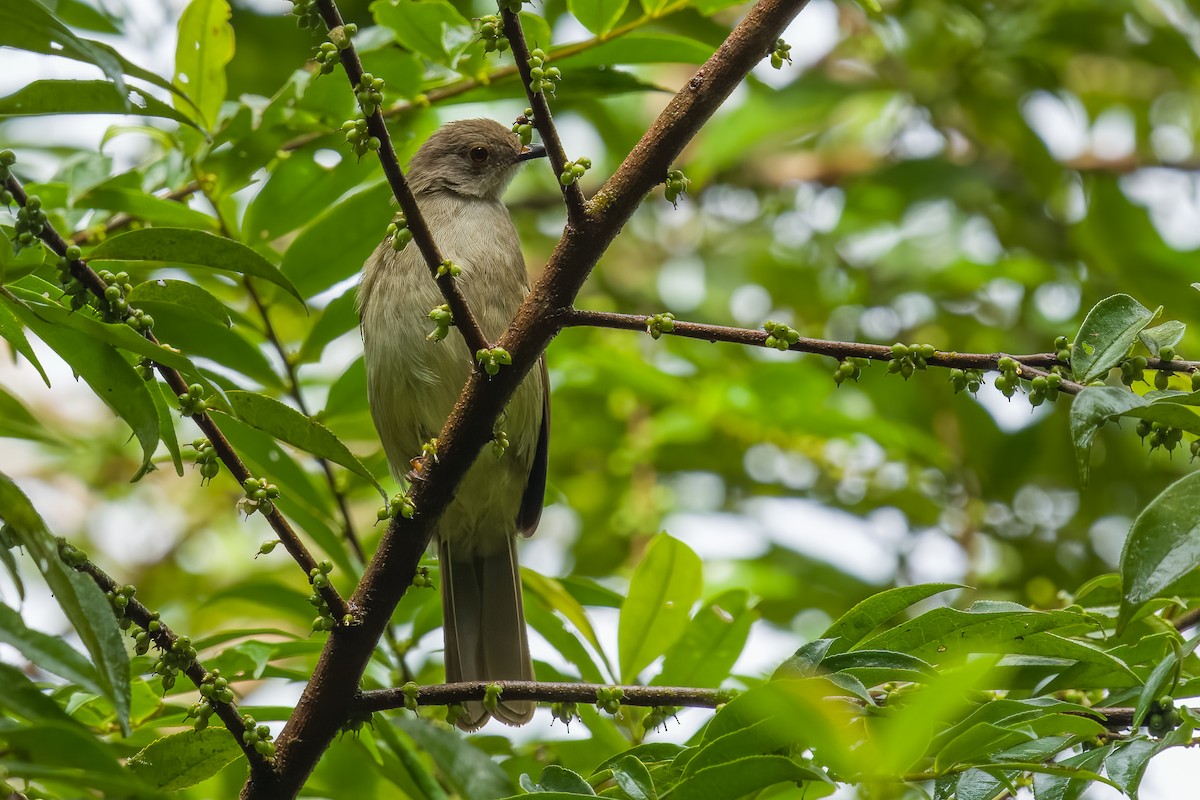 Red-eyed Bulbul - ML642187831