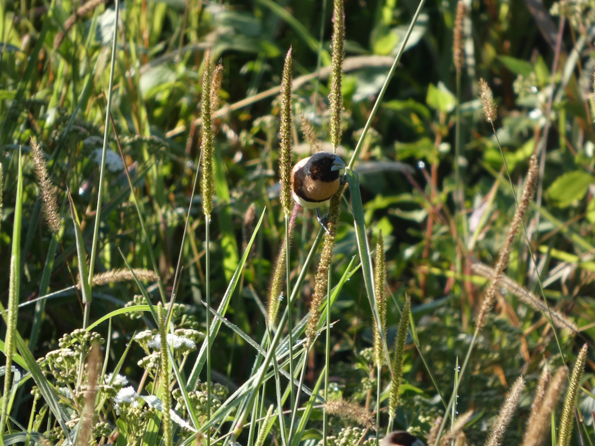 Chestnut-breasted Munia - ML642187833