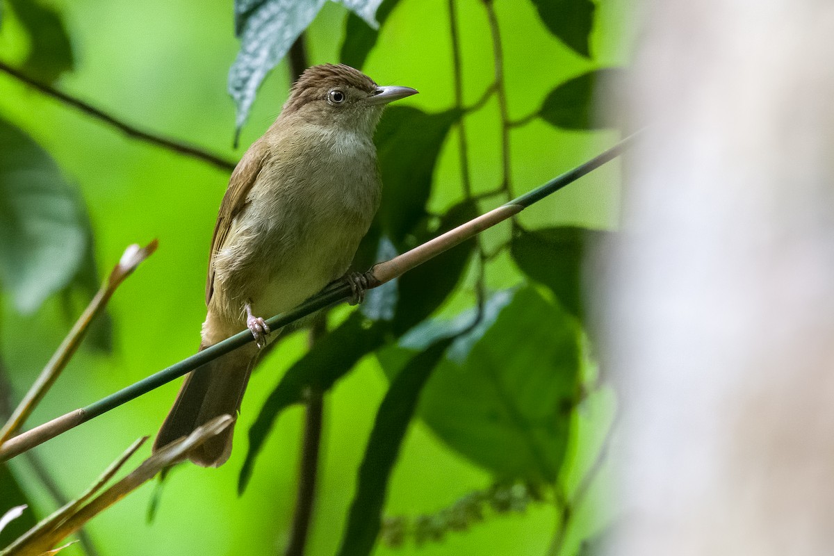 Olive Bulbul - ML642187842