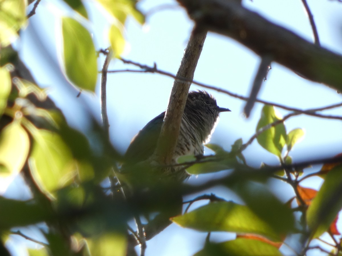 Shining Bronze-Cuckoo - ML642187857