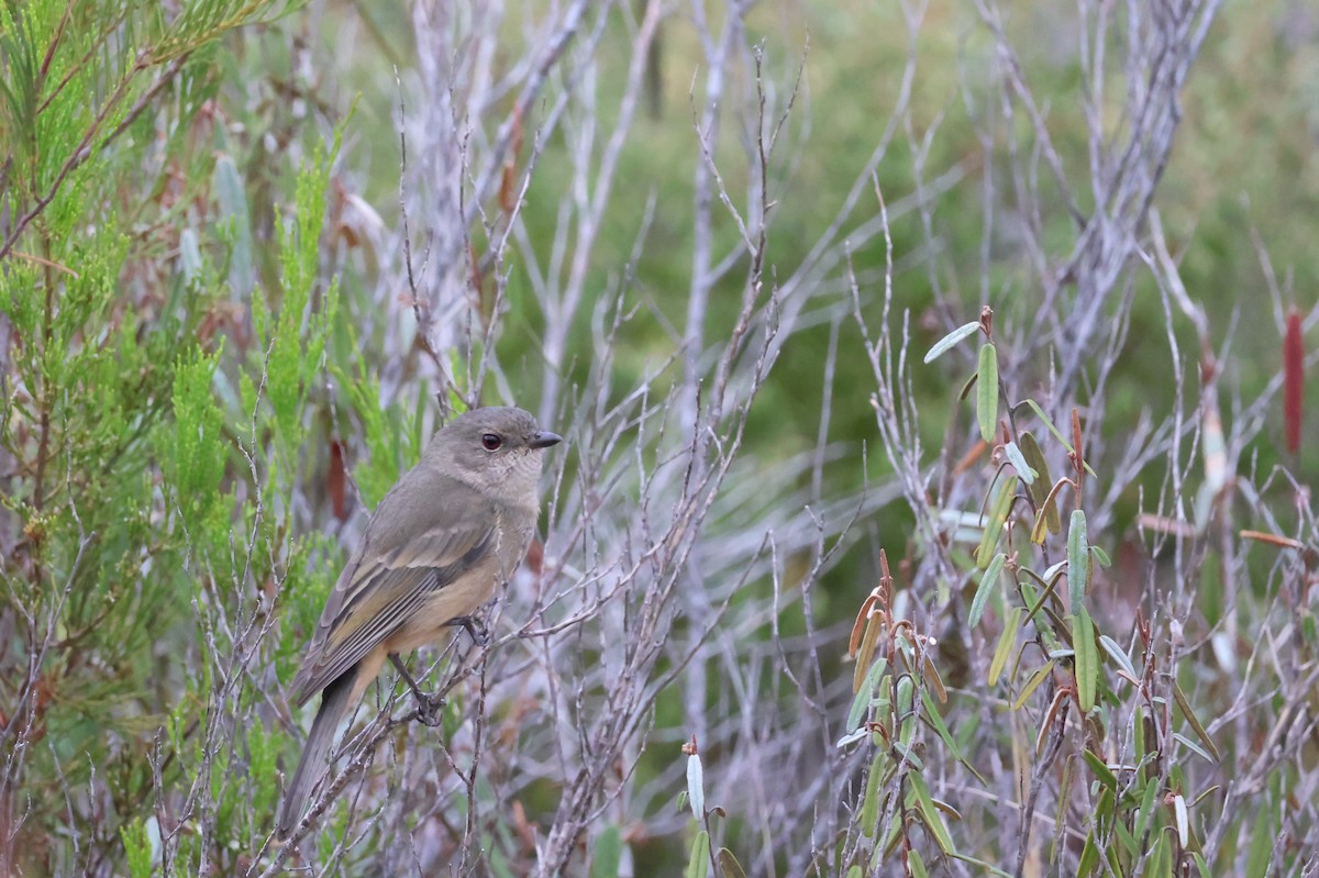Golden Whistler (Western) - ML642187858