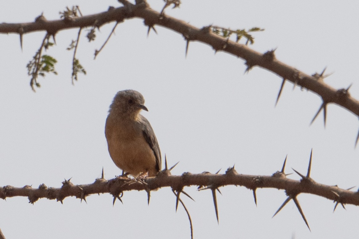 Red-faced Crombec - ML642187863