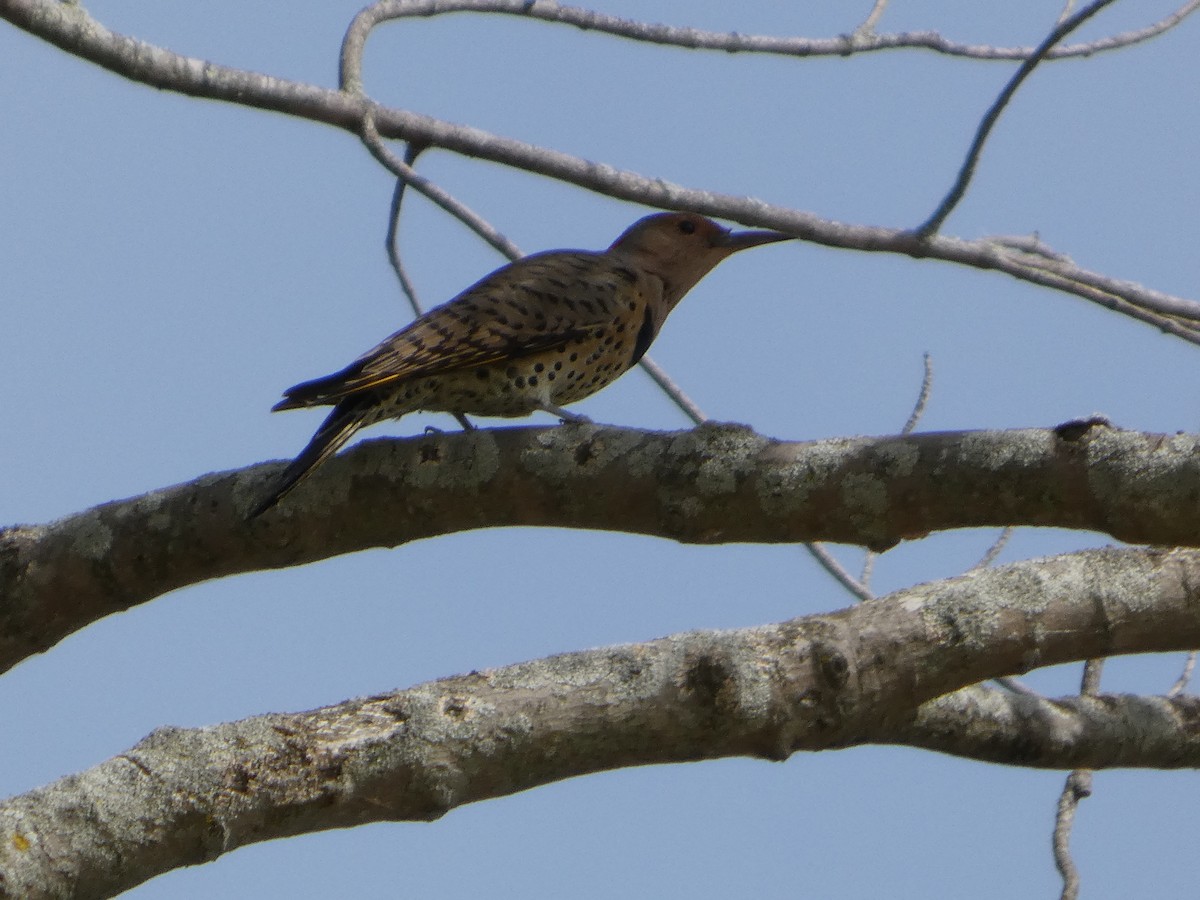Northern Flicker - ML642187876