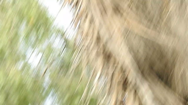 Eared Dove - ML642187878