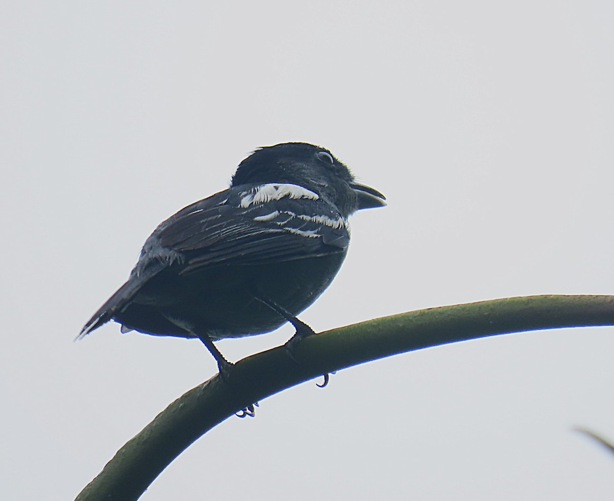 White-winged Becard - ML642187879
