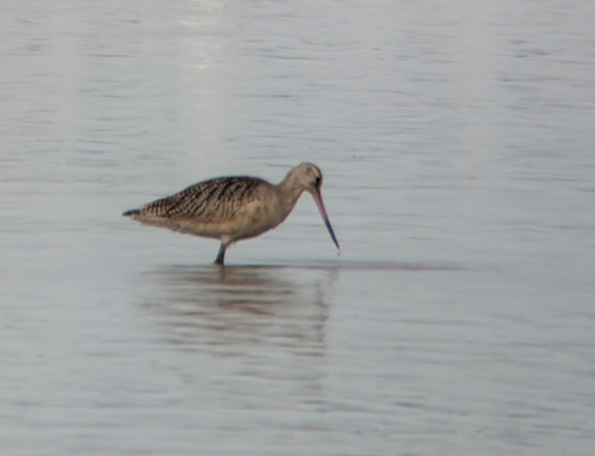 Marbled Godwit - ML642187880