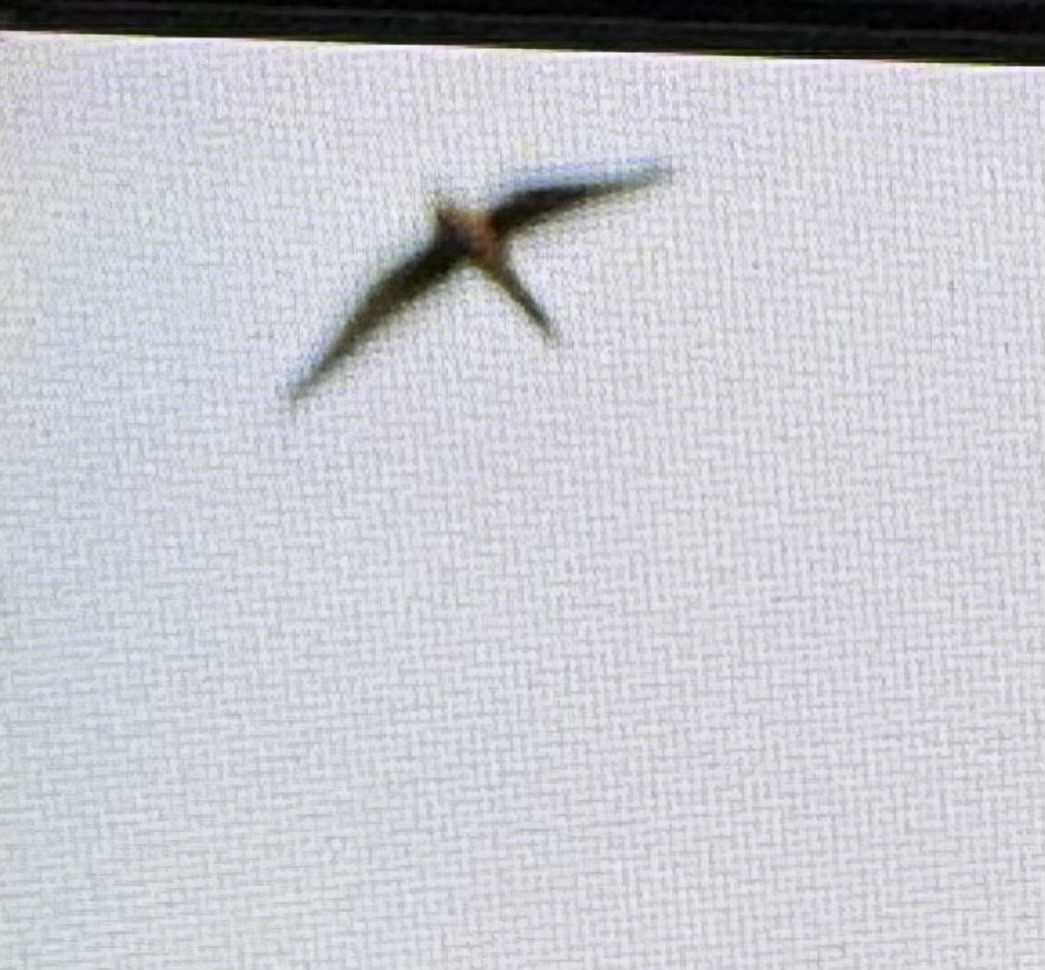 Golondrina/Avión sp. - ML642187914