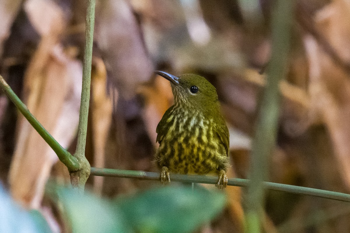 Purple-naped Spiderhunter - ML642187917
