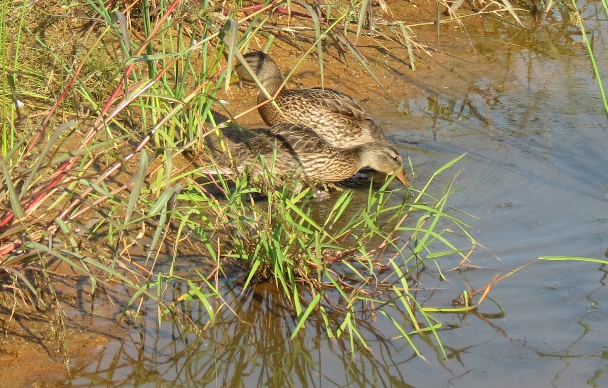 Mallard - ML642187919